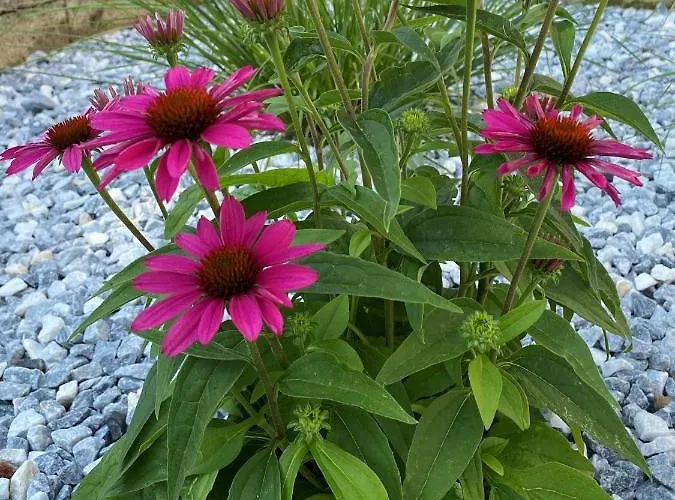 Hébergement de vacances Haus-iris-mauerbach Mauerbach